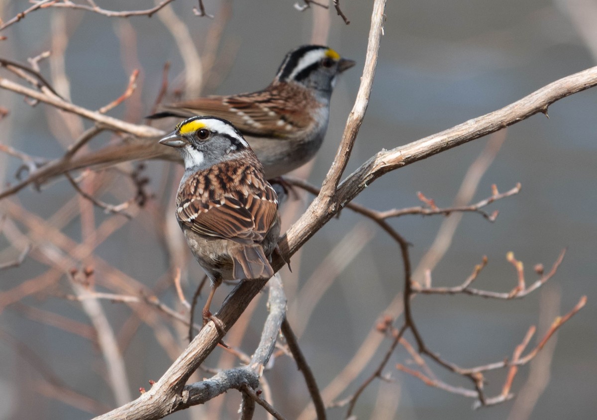 White-throated Sparrow - Moira Yip