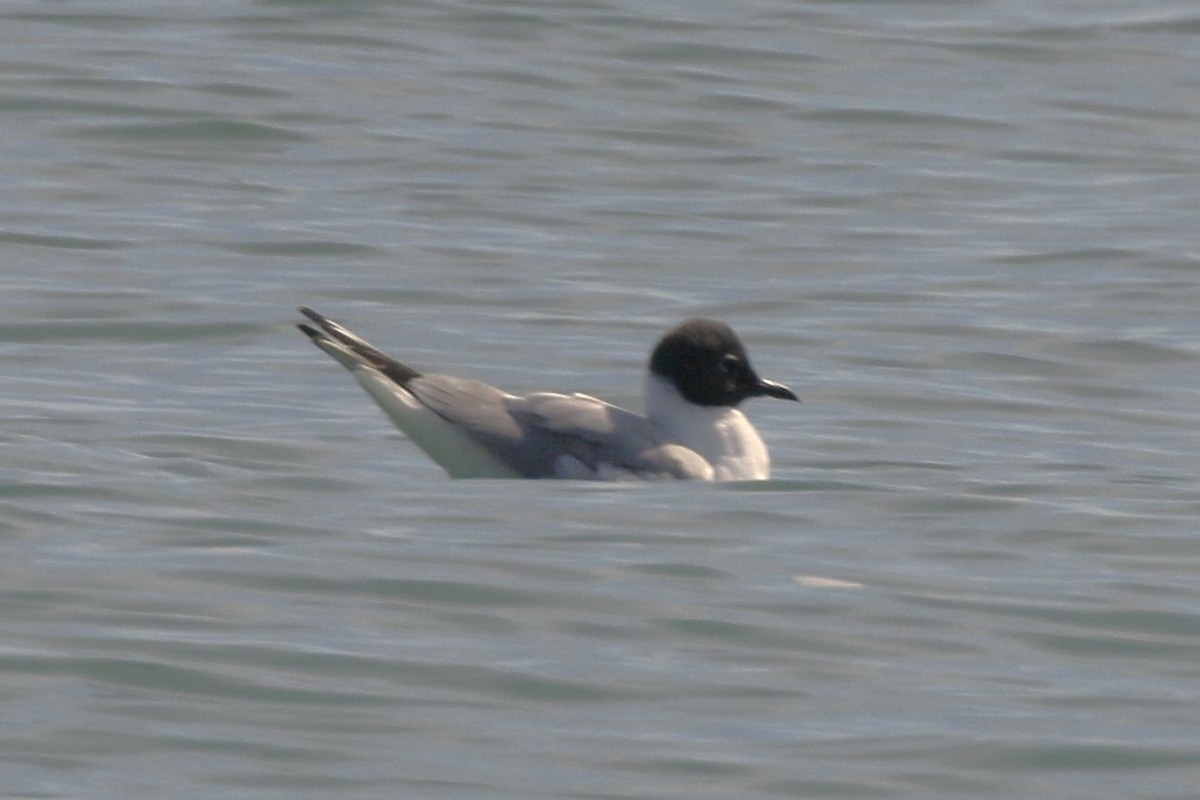 Bonaparte's Gull - walter sliva