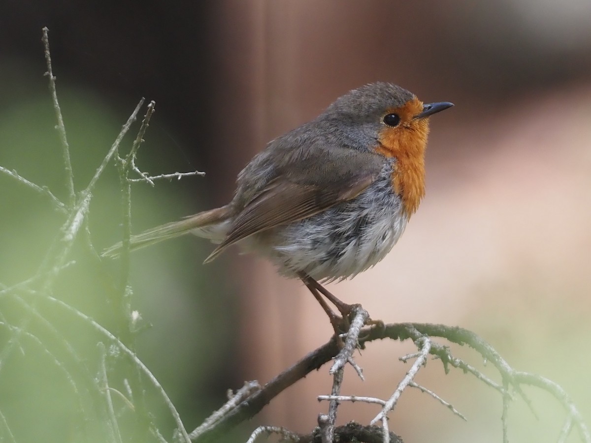 European Robin - ML618168920