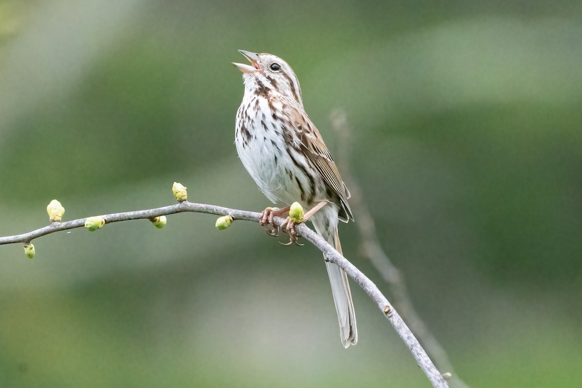 Song Sparrow - Shori Velles