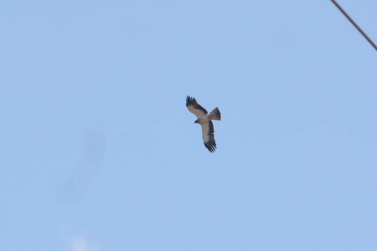 Águila Calzada - ML618168934