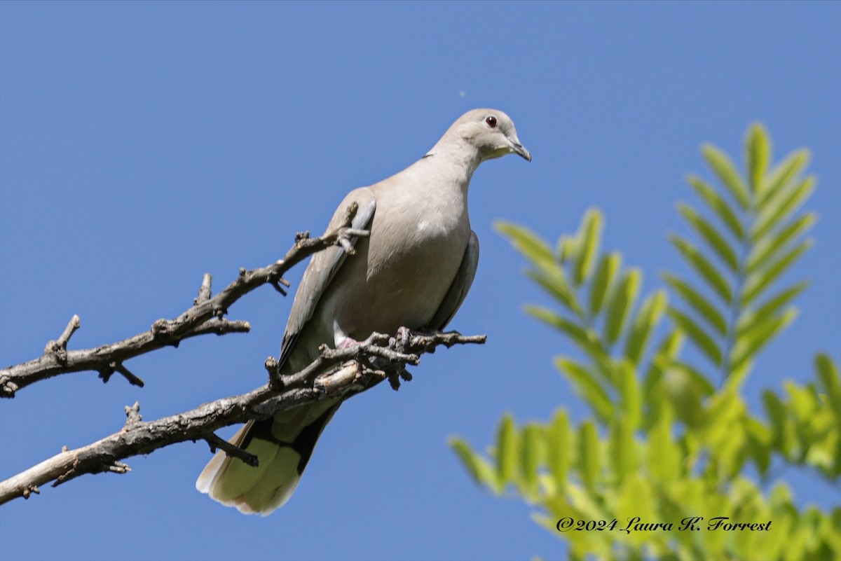 Eurasian Collared-Dove - Laura Forrest