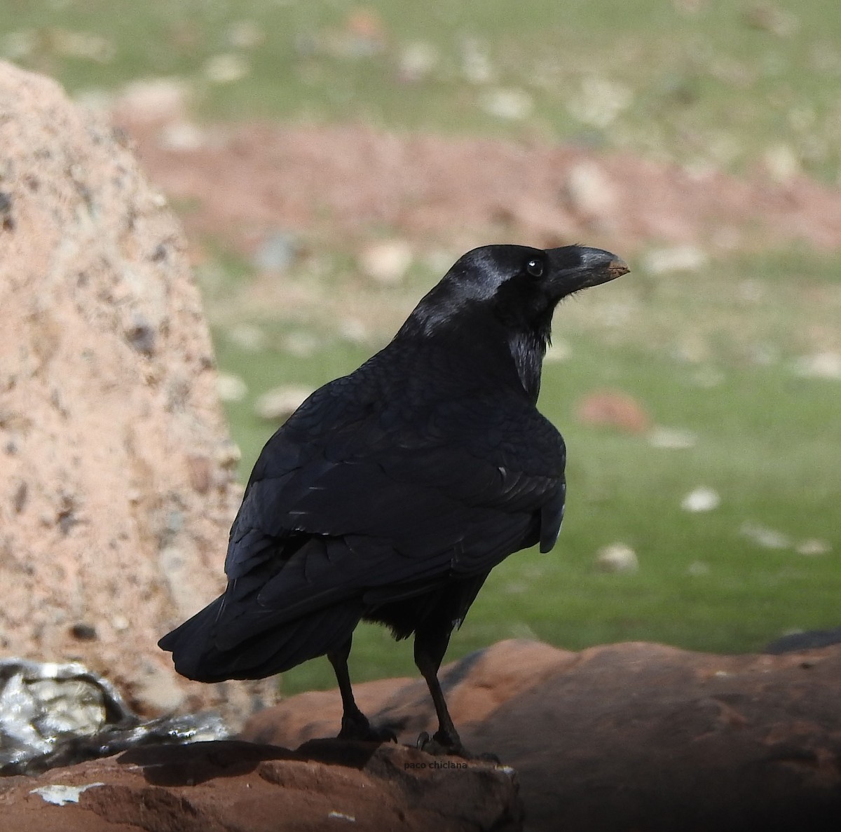 Common Raven - ML618168939