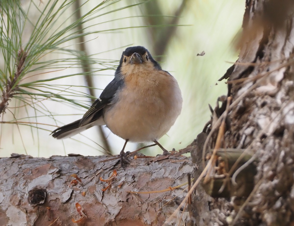 pěnkava pankanárská (ssp. canariensis/ombriosa) - ML618168951