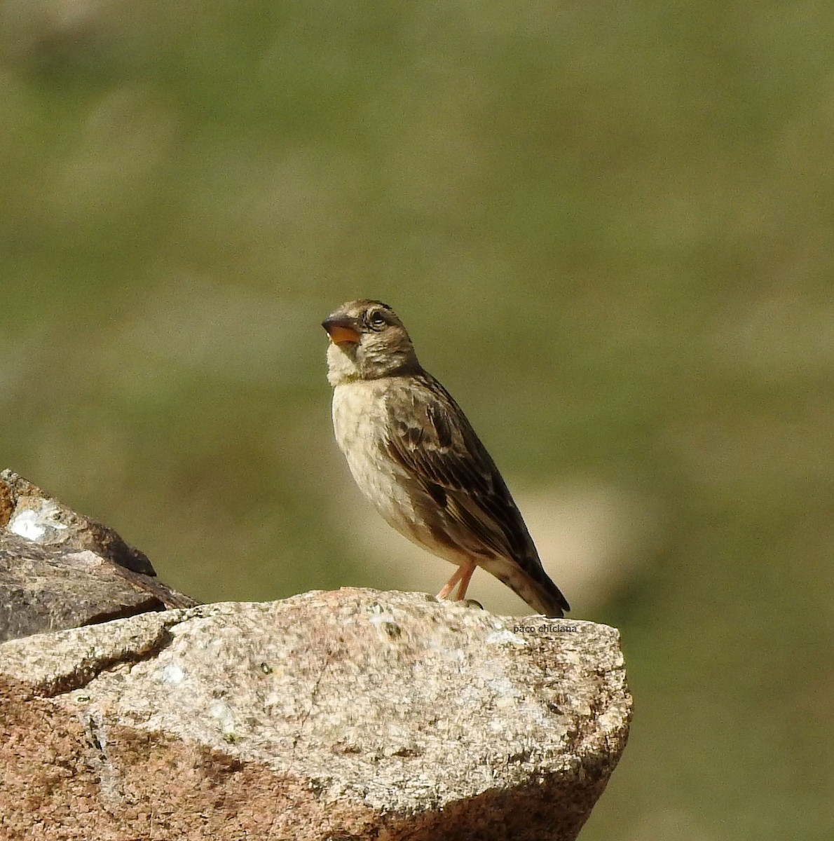 Rock Sparrow - Paco Chiclana