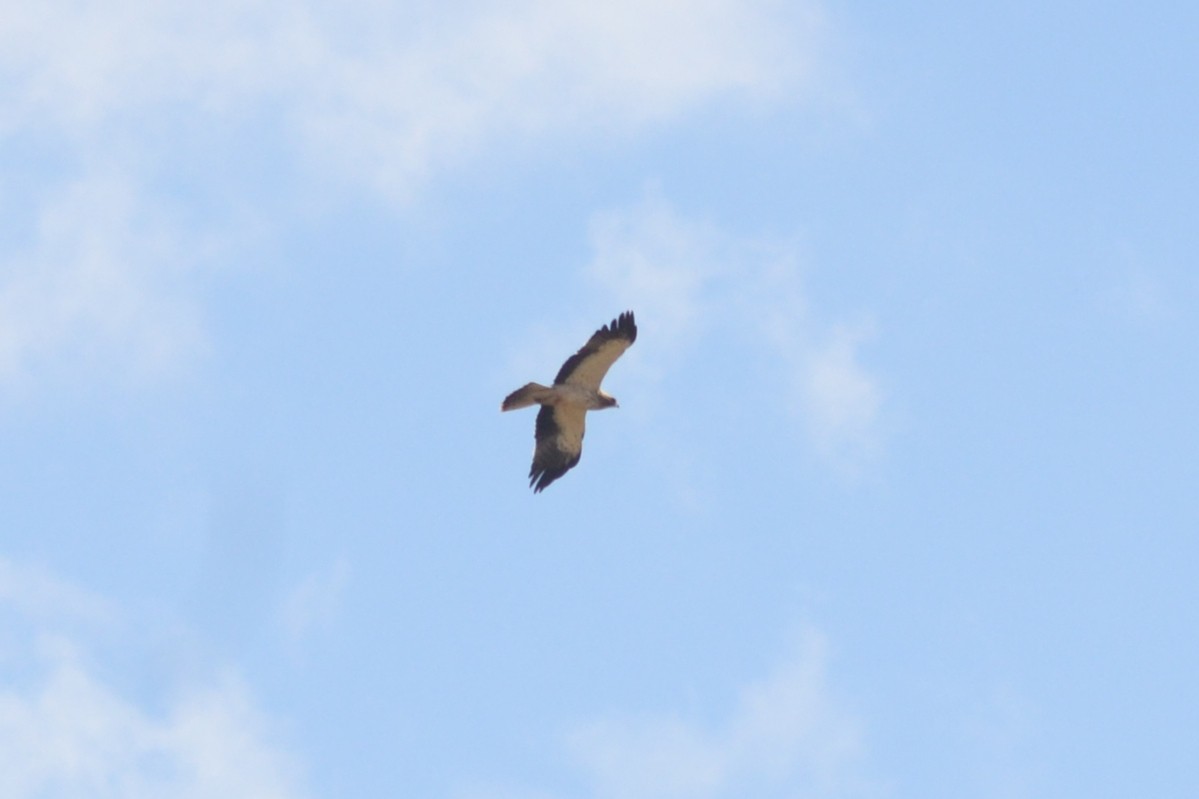 Booted Eagle - ML618168962