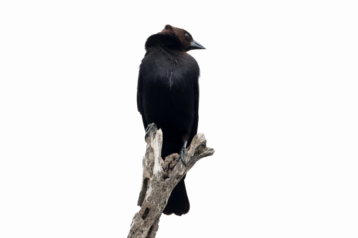 Brown-headed Cowbird - Eduardo Vela