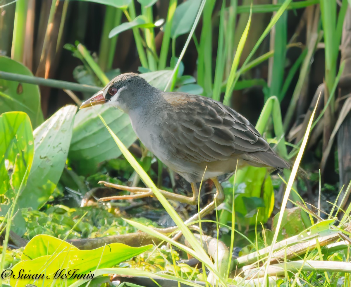 White-browed Crake - Susan Mac