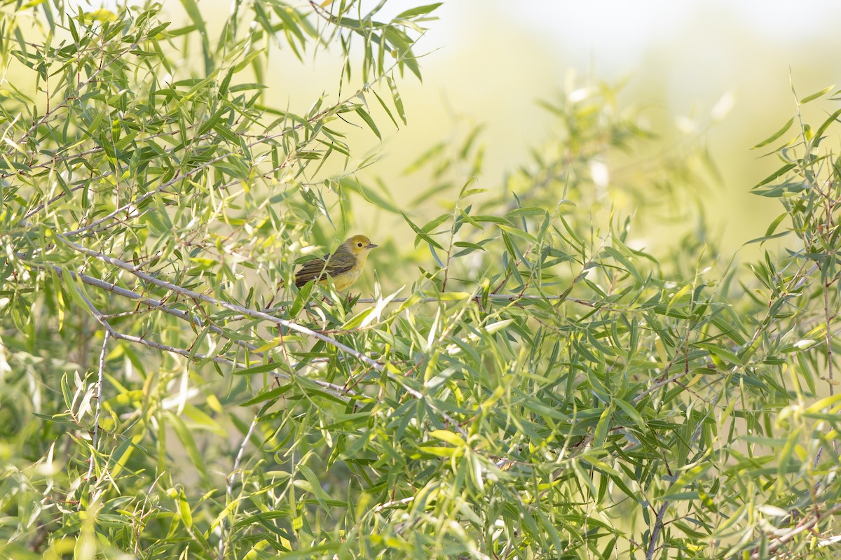 Yellow Warbler (Northern) - Michael Sadat