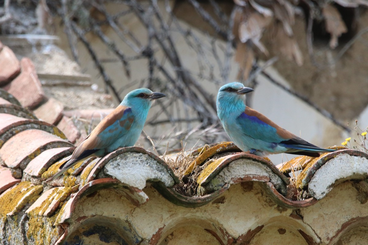 European Roller - Alexandre Dolgner