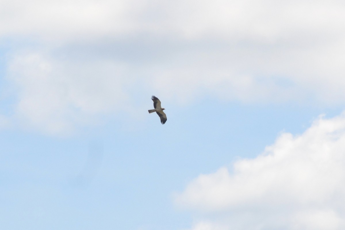 Booted Eagle - Paulo  Roncon