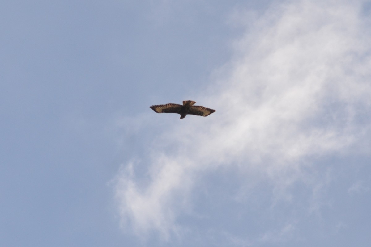 Common Buzzard - ML618169037