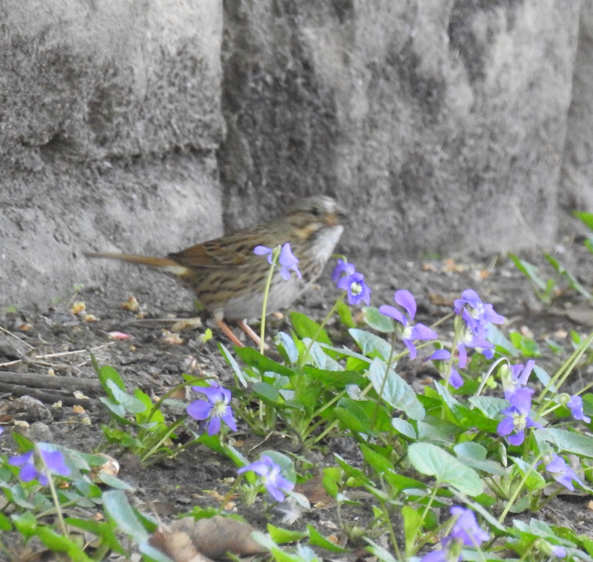 Lincoln's Sparrow - ML618169038