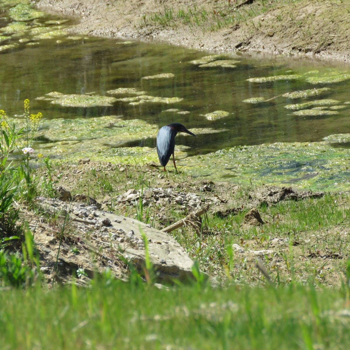 Green Heron - Zella Nisley