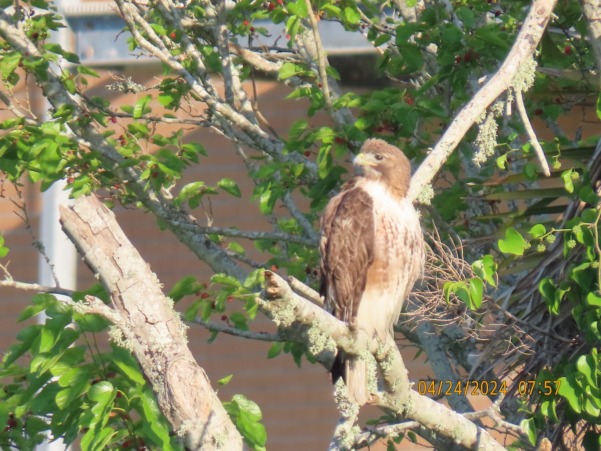 Red-tailed Hawk - Elizabeth Anderegg