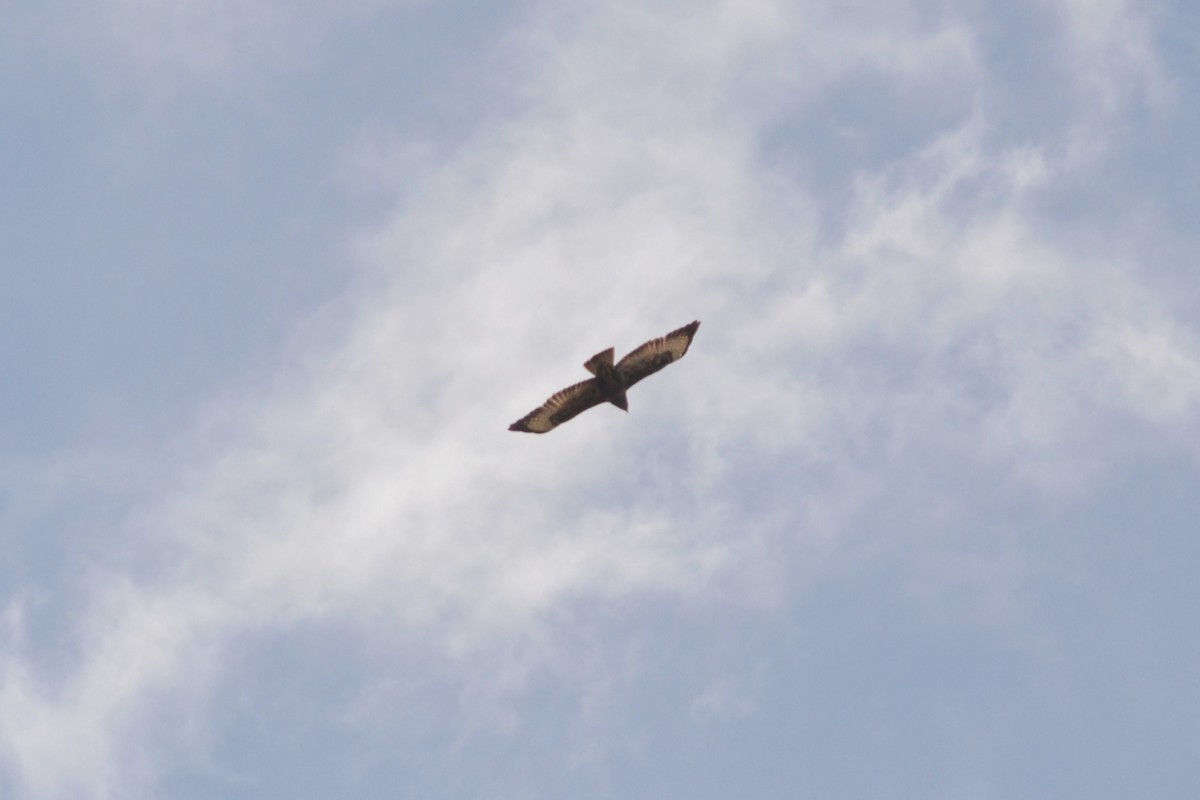 Common Buzzard - ML618169067