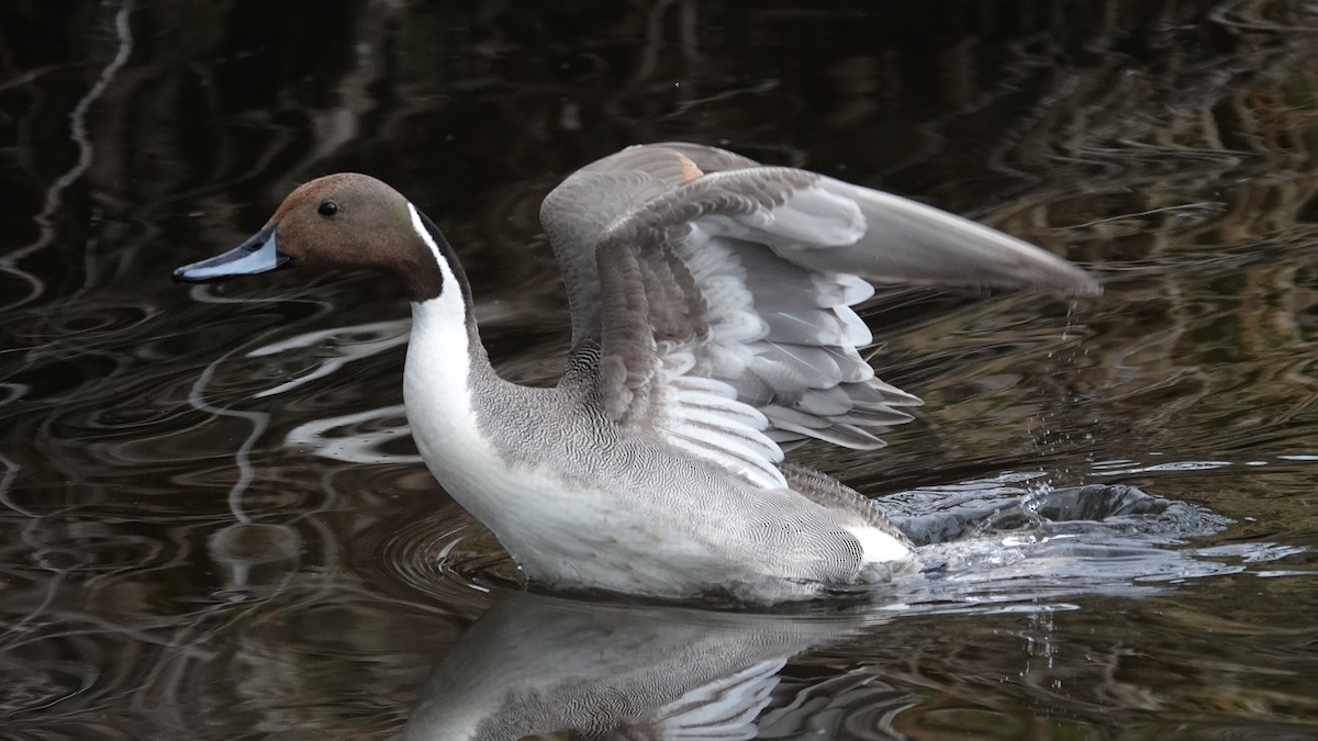 Northern Pintail - George Ho