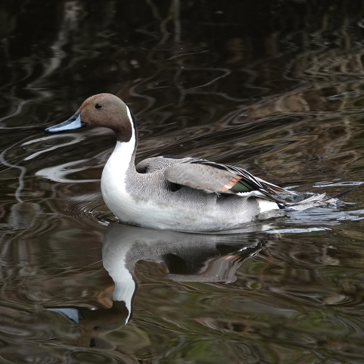 Northern Pintail - ML618169076