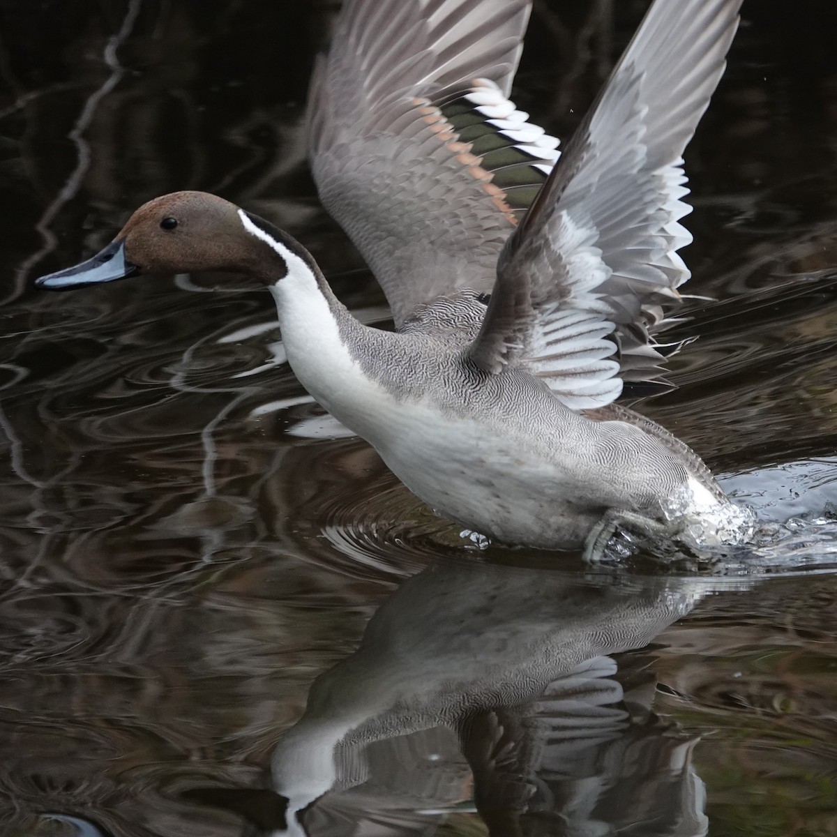 Northern Pintail - George Ho