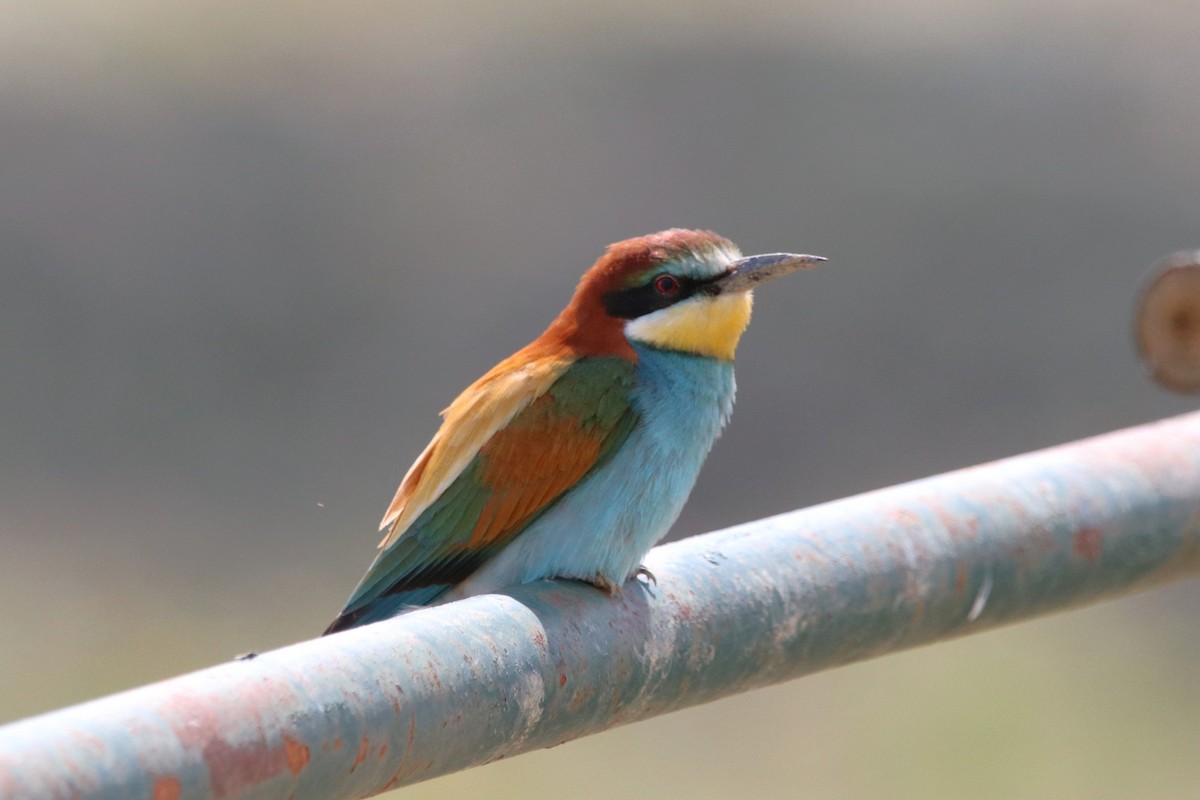 European Bee-eater - ML618169083