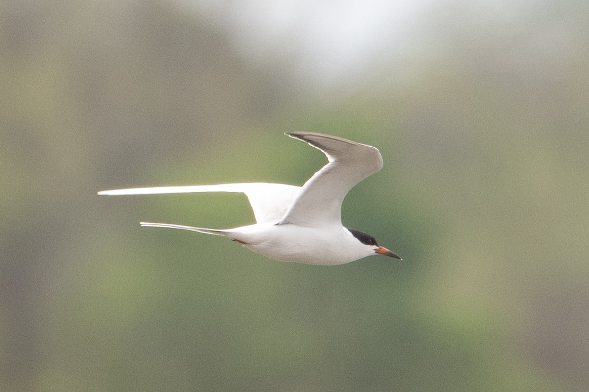 Caspian Tern - ML618169090