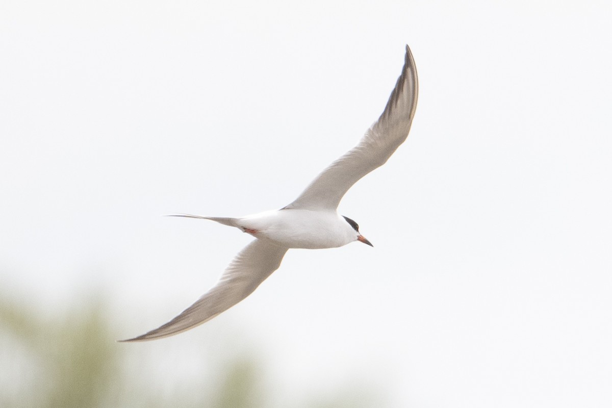 Caspian Tern - ML618169091