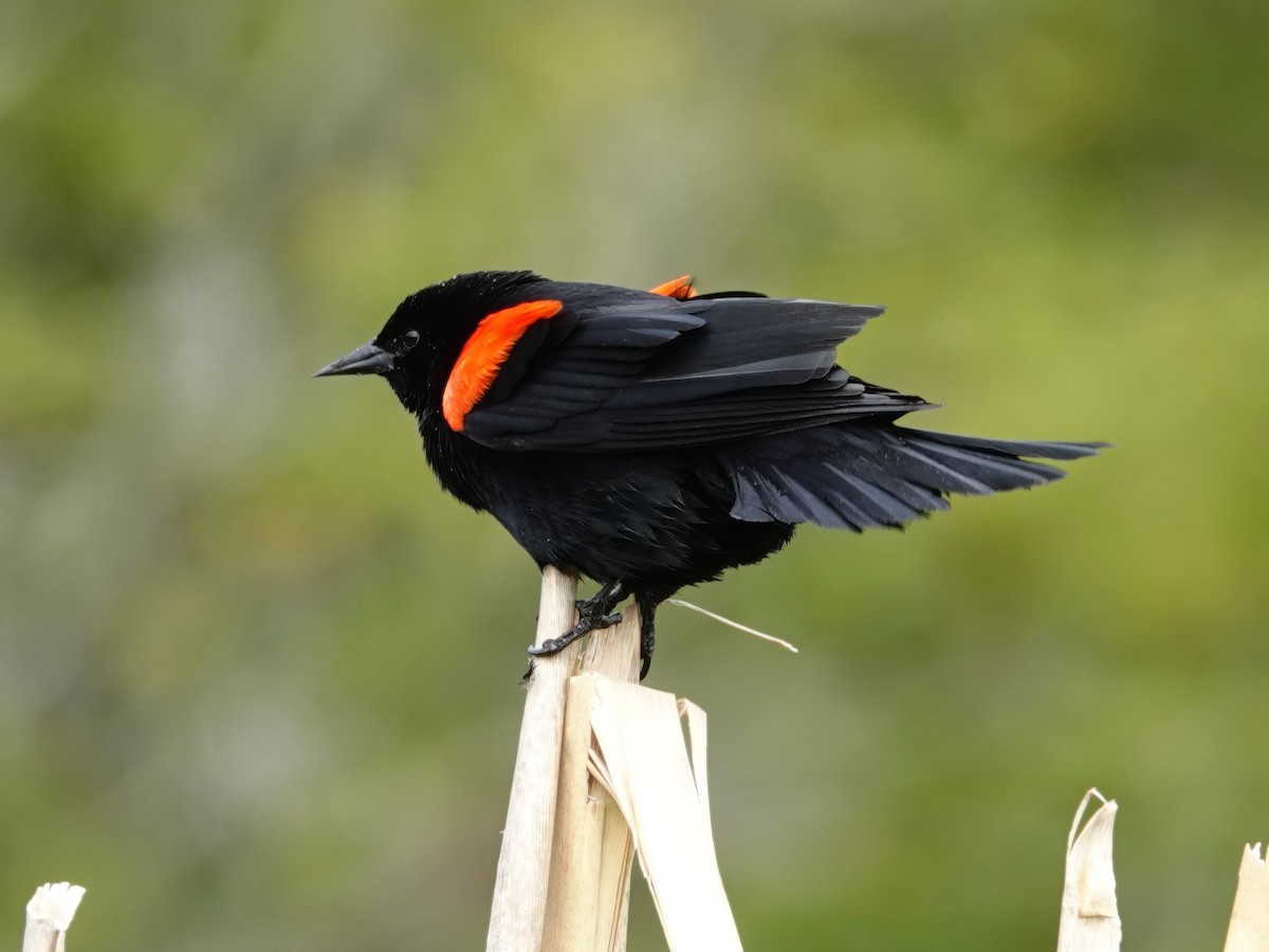 Red-winged Blackbird (California Bicolored) - Whitney Mortimer