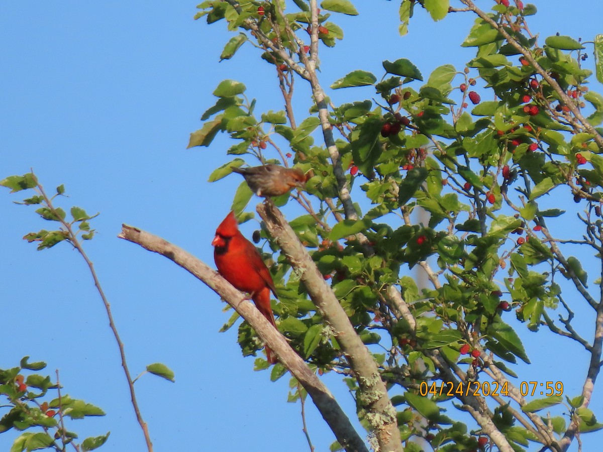 Northern Cardinal - Elizabeth Anderegg