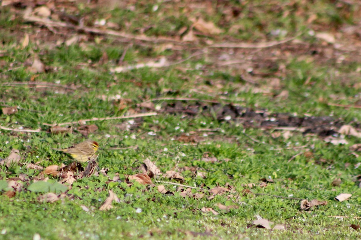 Palm Warbler (Western) - ML618169145