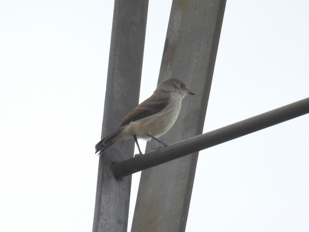 Sooty Tyrannulet - bob butler