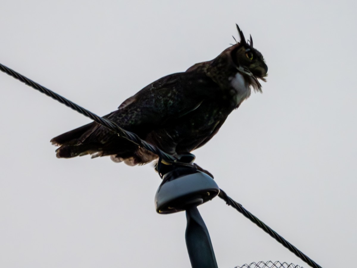 Great Horned Owl - Mark Scheuerman