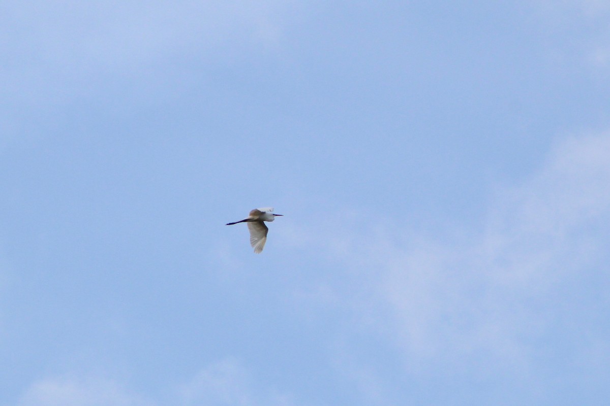 Great Egret - ML618169193