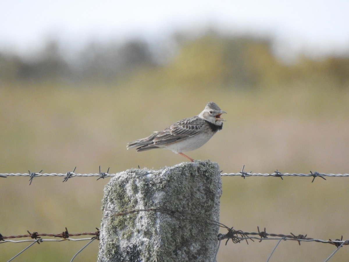 Calandra Lark - Rui Santos