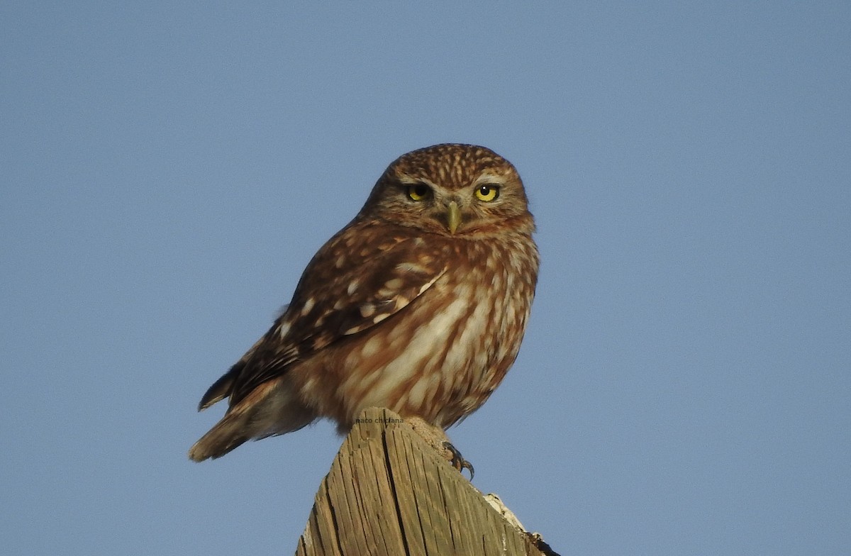 Little Owl - ML618169230