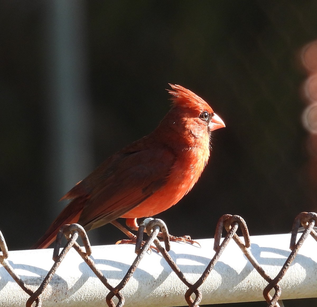 Northern Cardinal - John  Paalvast