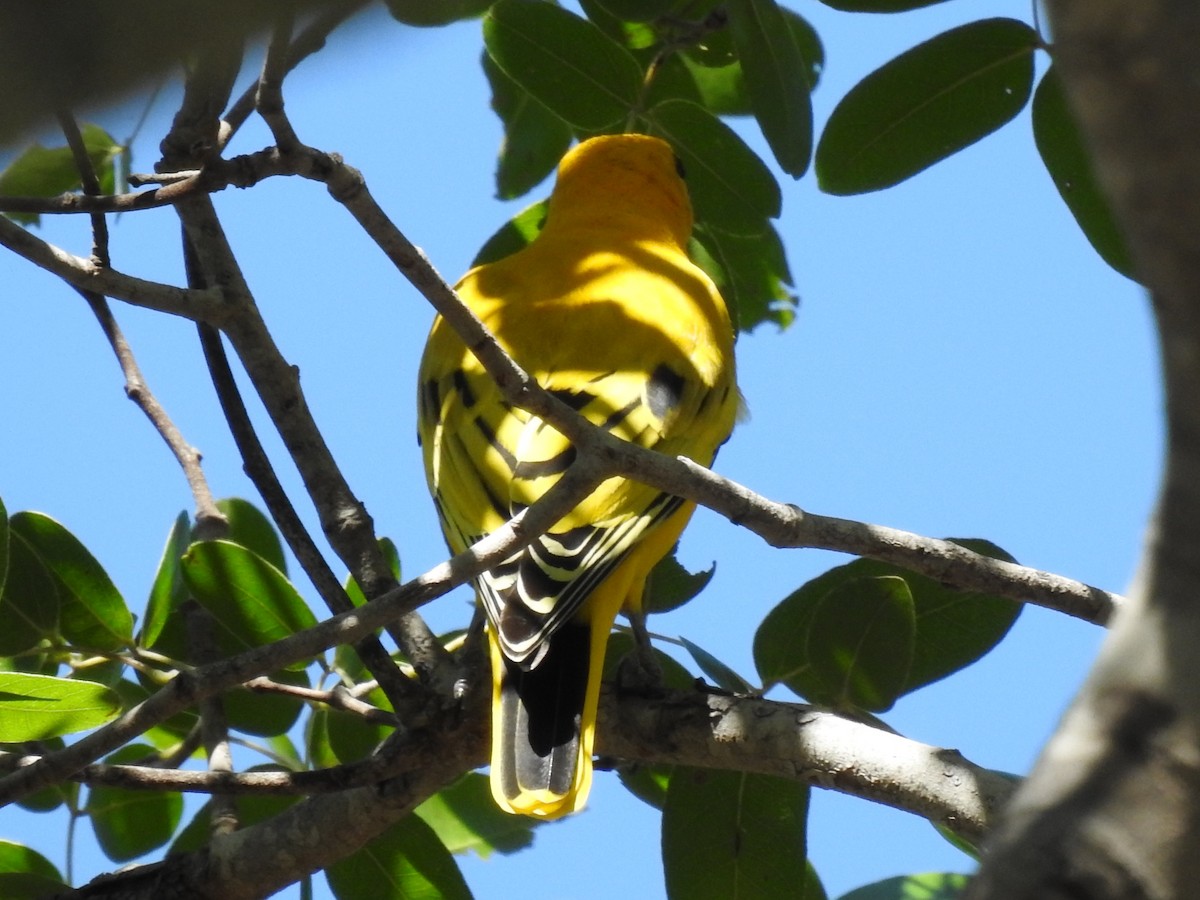 African Golden Oriole - ML618169279