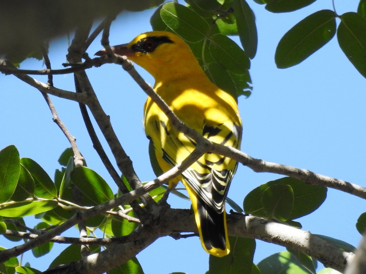 African Golden Oriole - ML618169280