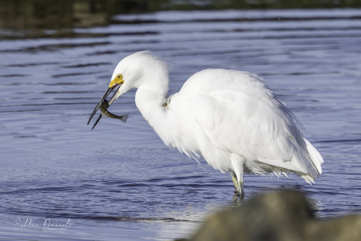 Snowy Egret - ML618169291