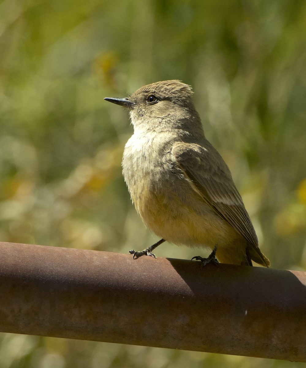 Say's Phoebe - James Taylor