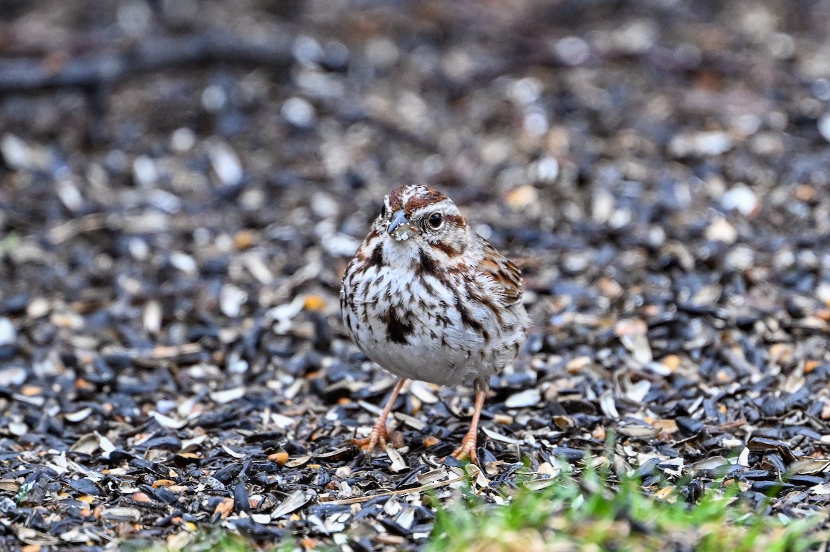 Song Sparrow - Serg Tremblay