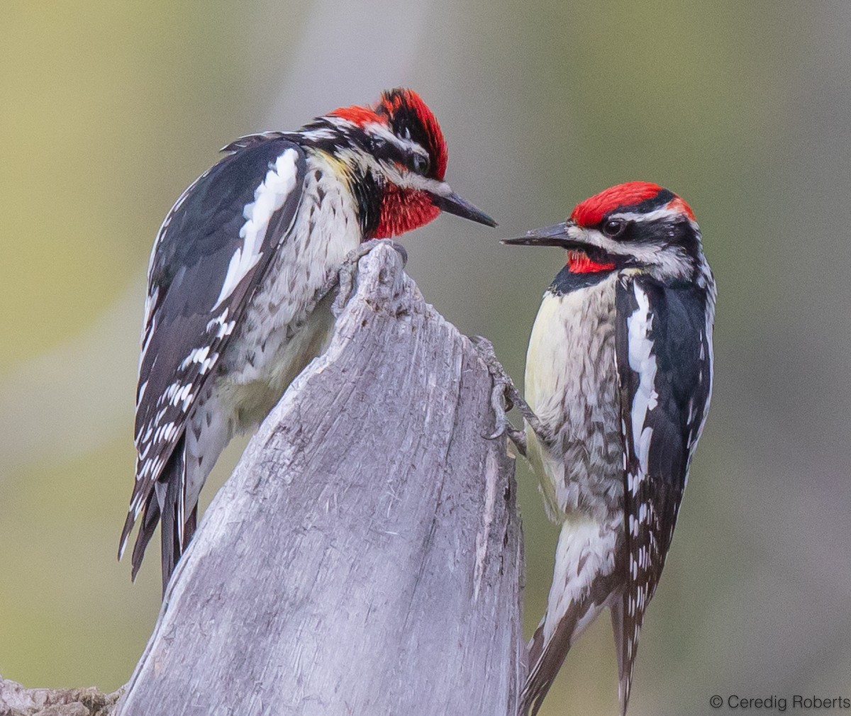 Red-naped Sapsucker - Ceredig  Roberts