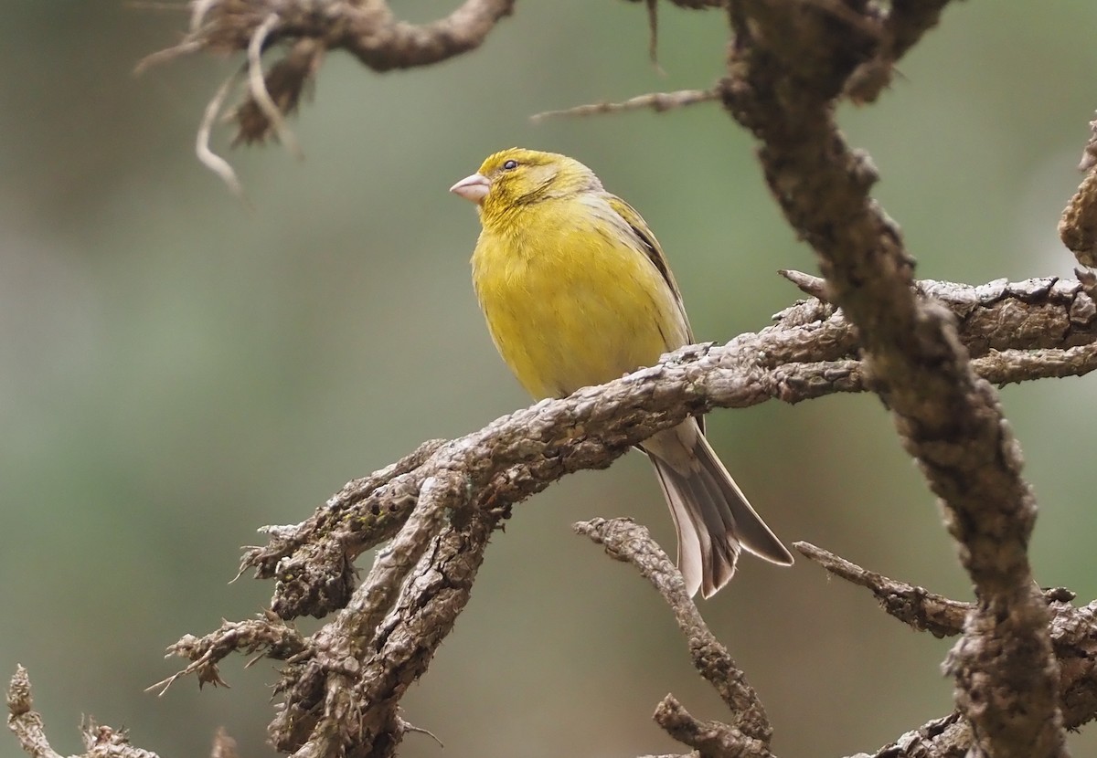 Island Canary - Stephan Lorenz