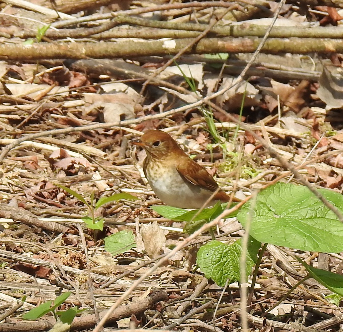 Veery - Mark Sweeney