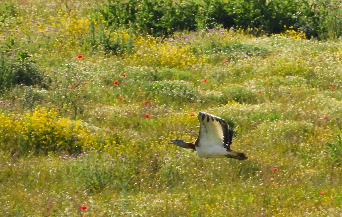 Great Bustard - angel Vela laina