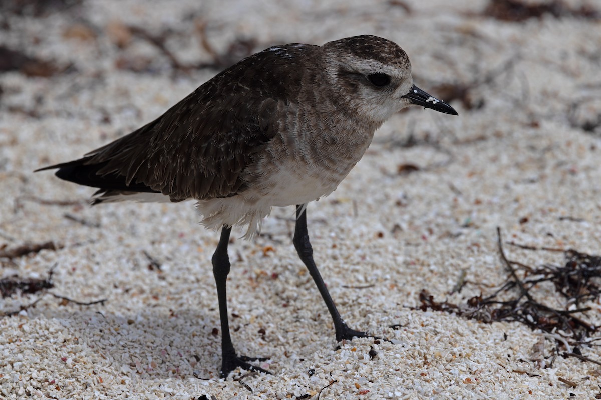 Black-bellied Plover - Ryan Graham