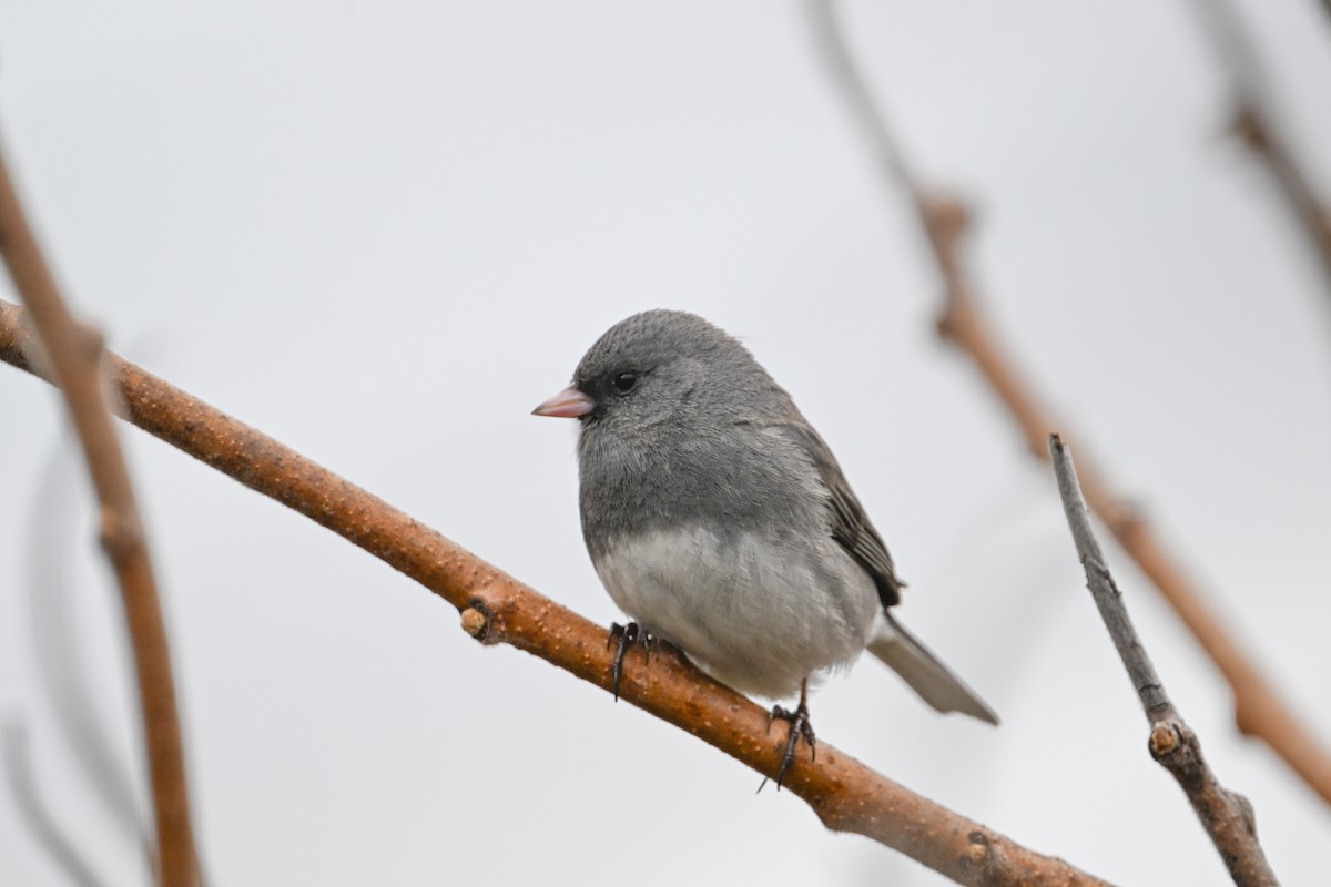 Dark-eyed Junco - Serg Tremblay