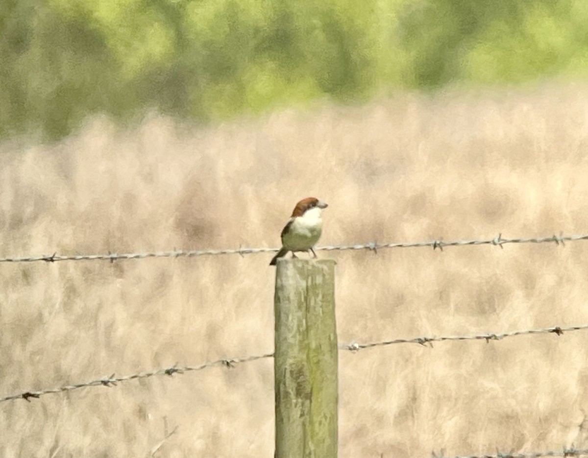 Woodchat Shrike - Matt Phelps