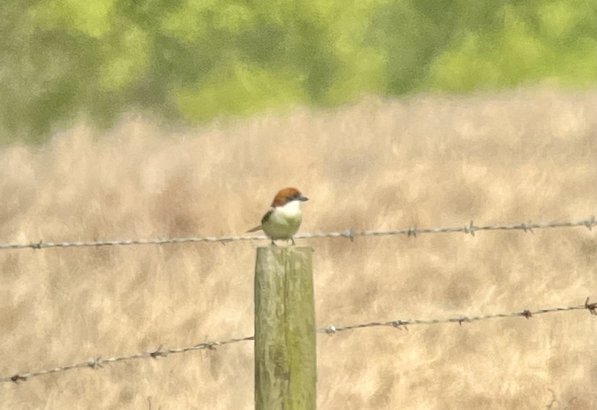 Woodchat Shrike - Matt Phelps