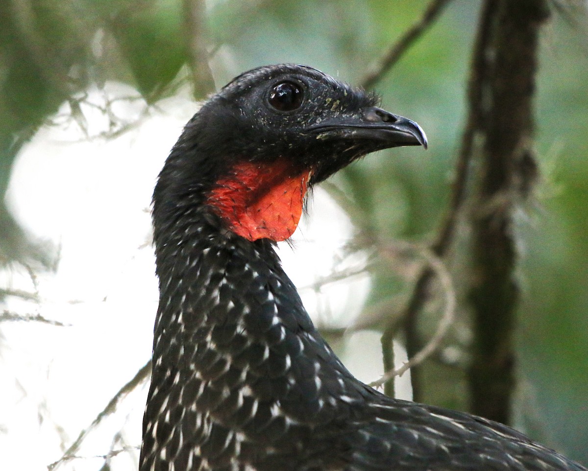 Dusky-legged Guan - Feliciano Lumini