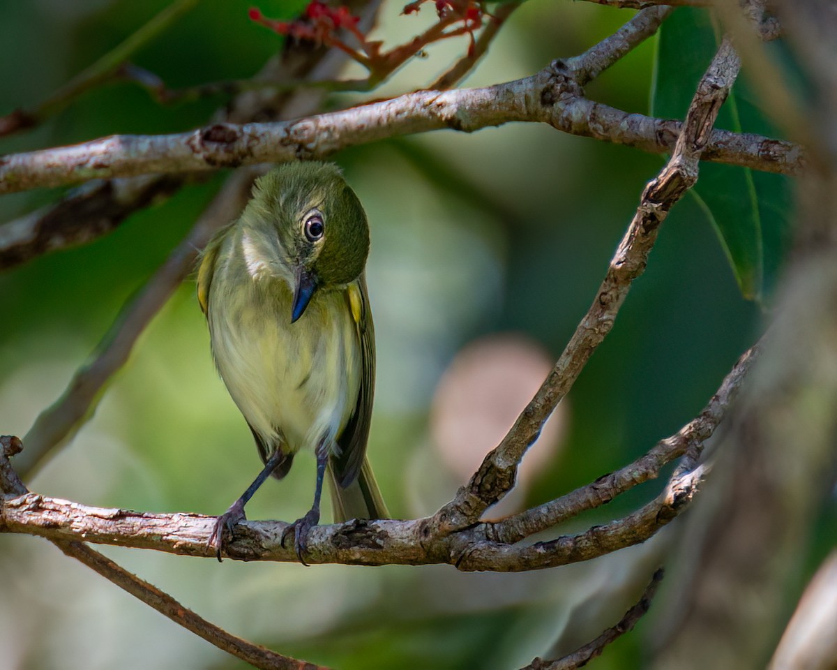 Hangnest Tody-Tyrant - ML618169390